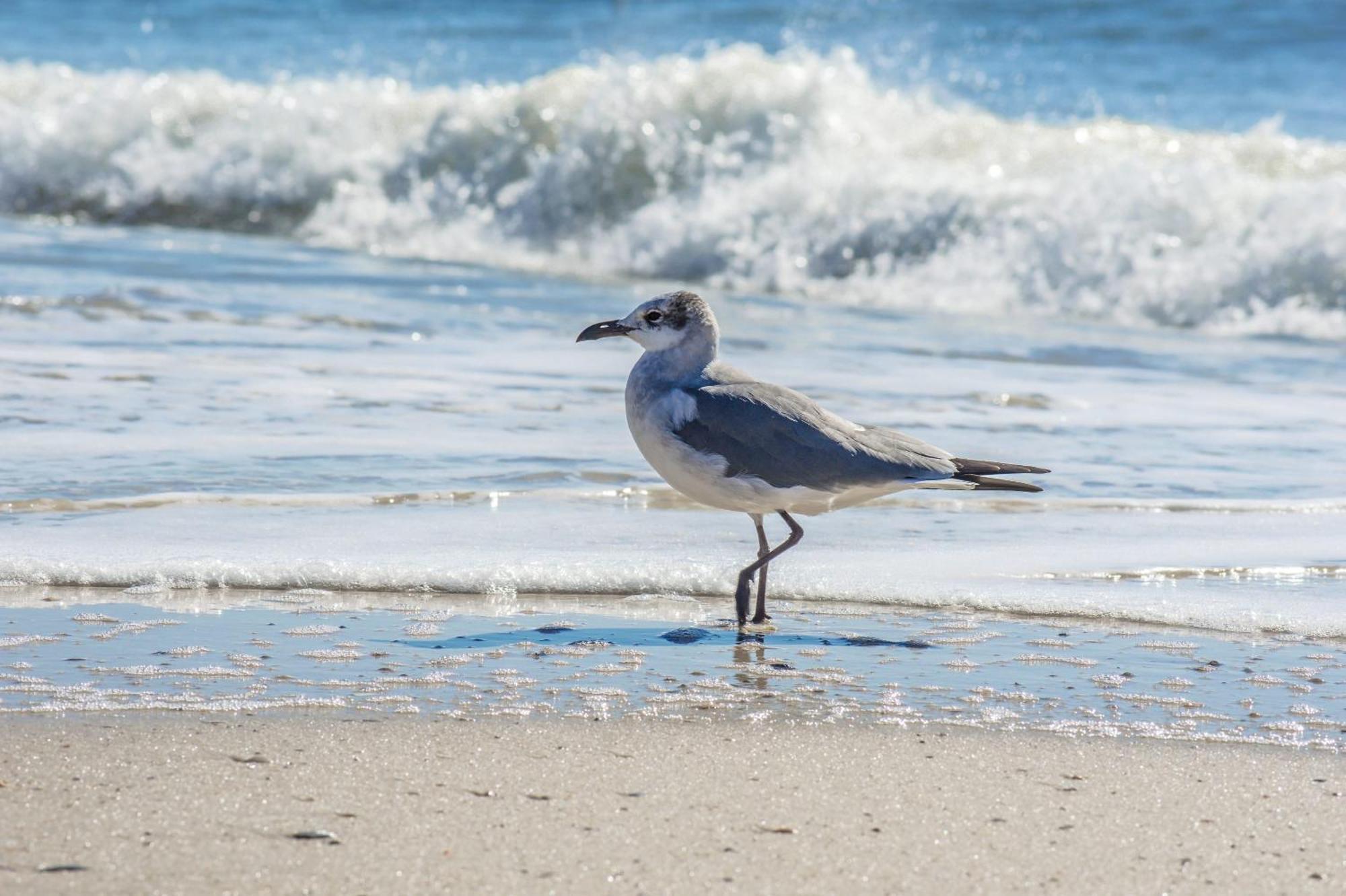 The Beach Is Only Steps Away Gulf Shores Extérieur photo